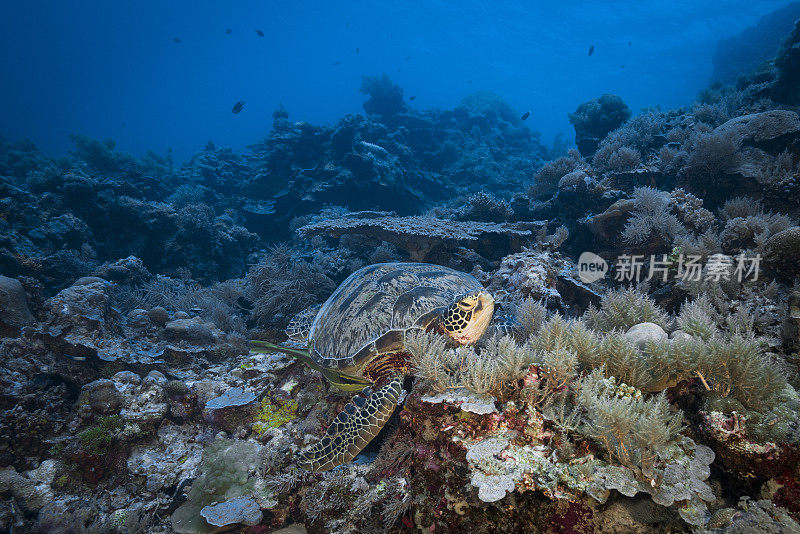 绿海龟(Chelonia mydas) -帕劳